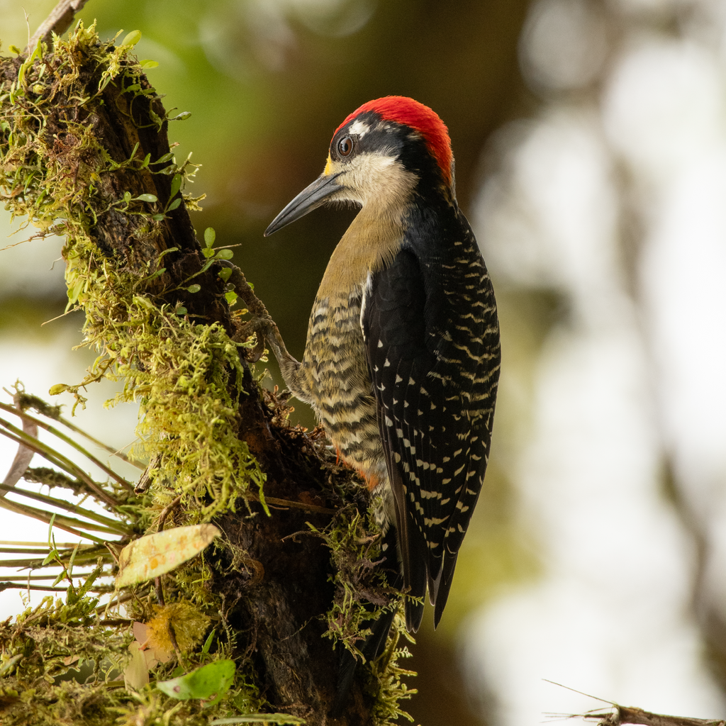 Altar Mini Carpintero