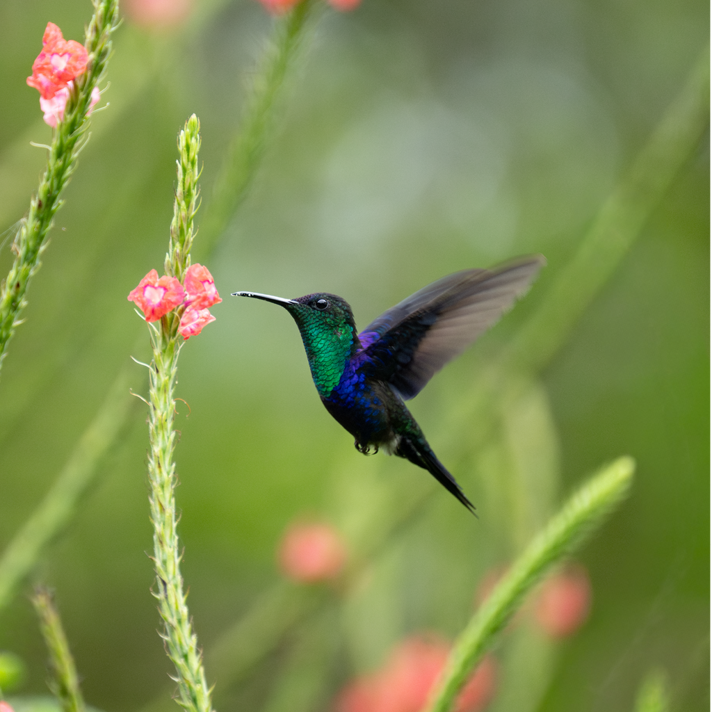 Altar Grande Colibrí