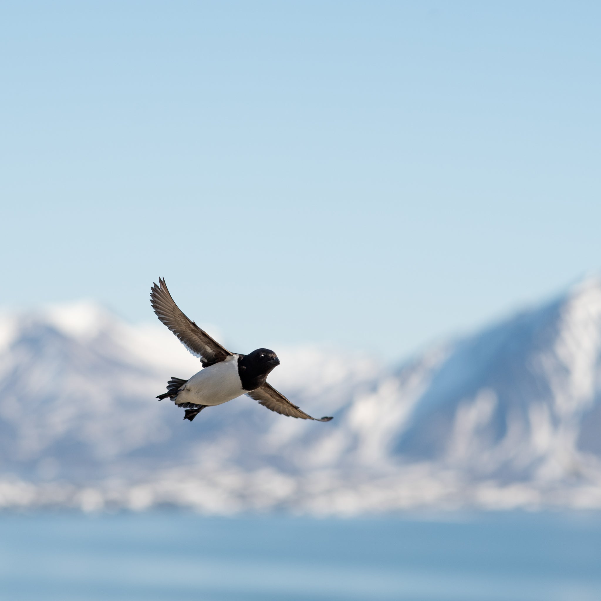 Azucarera Little Auk