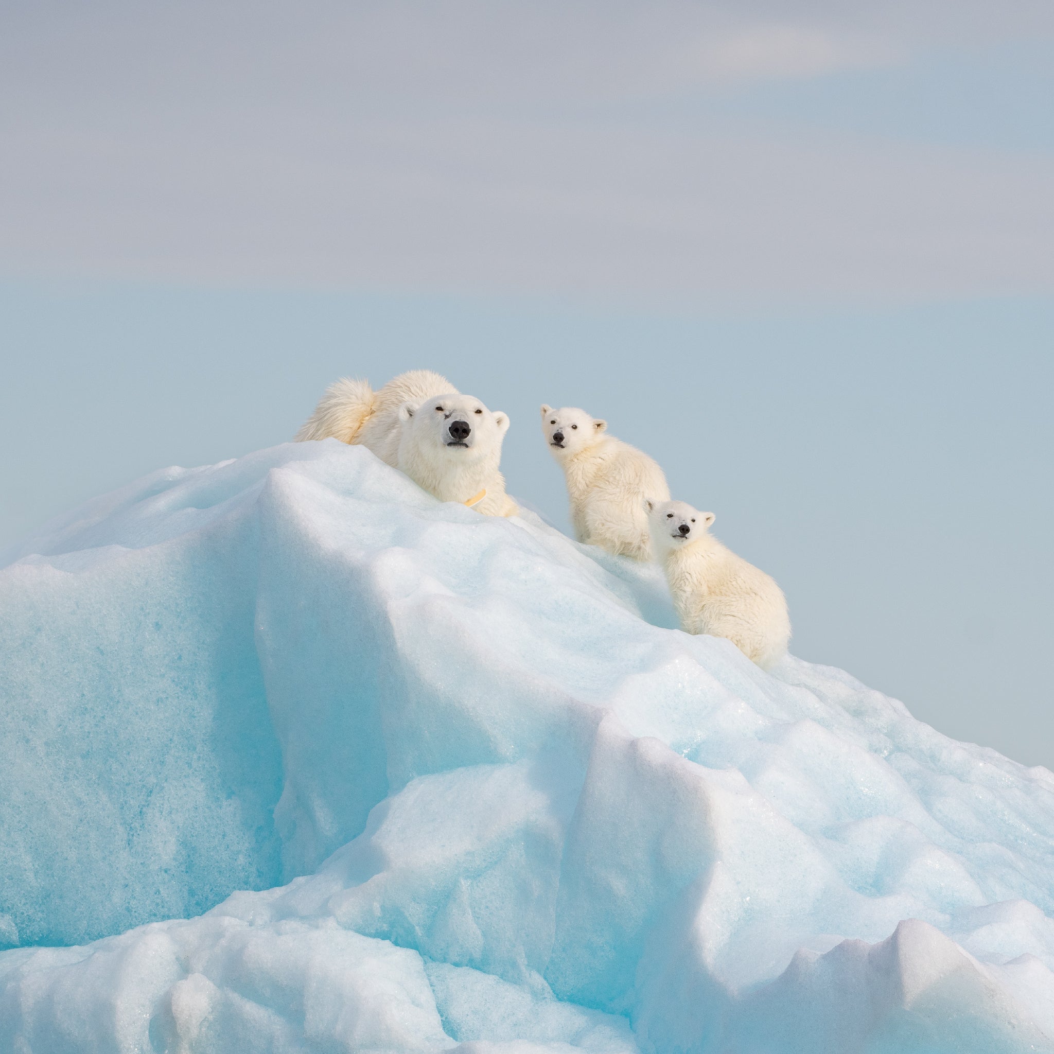 Cuenco Escultórico Familia Polar