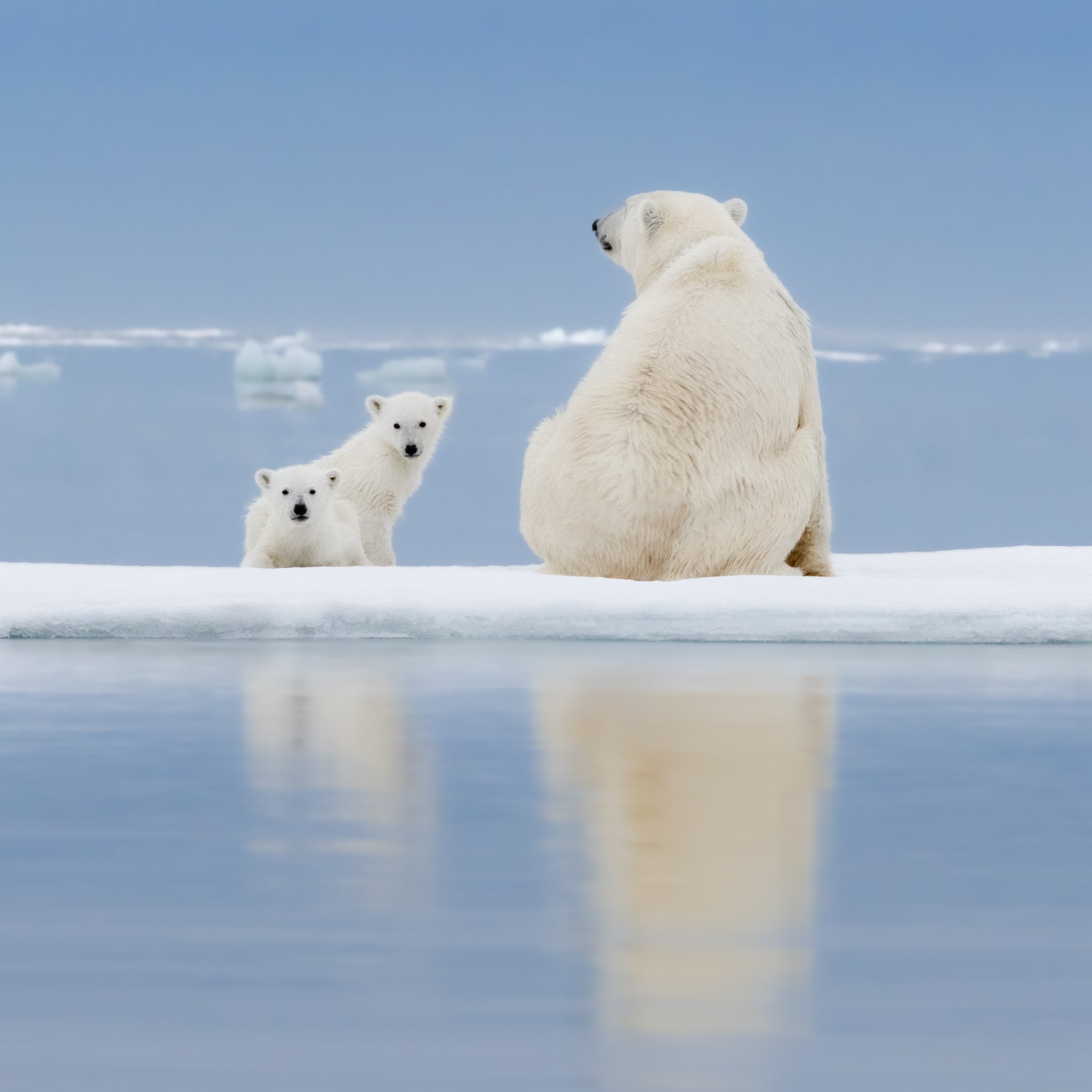 Set Familia Polar - Plato pequeño y Taza