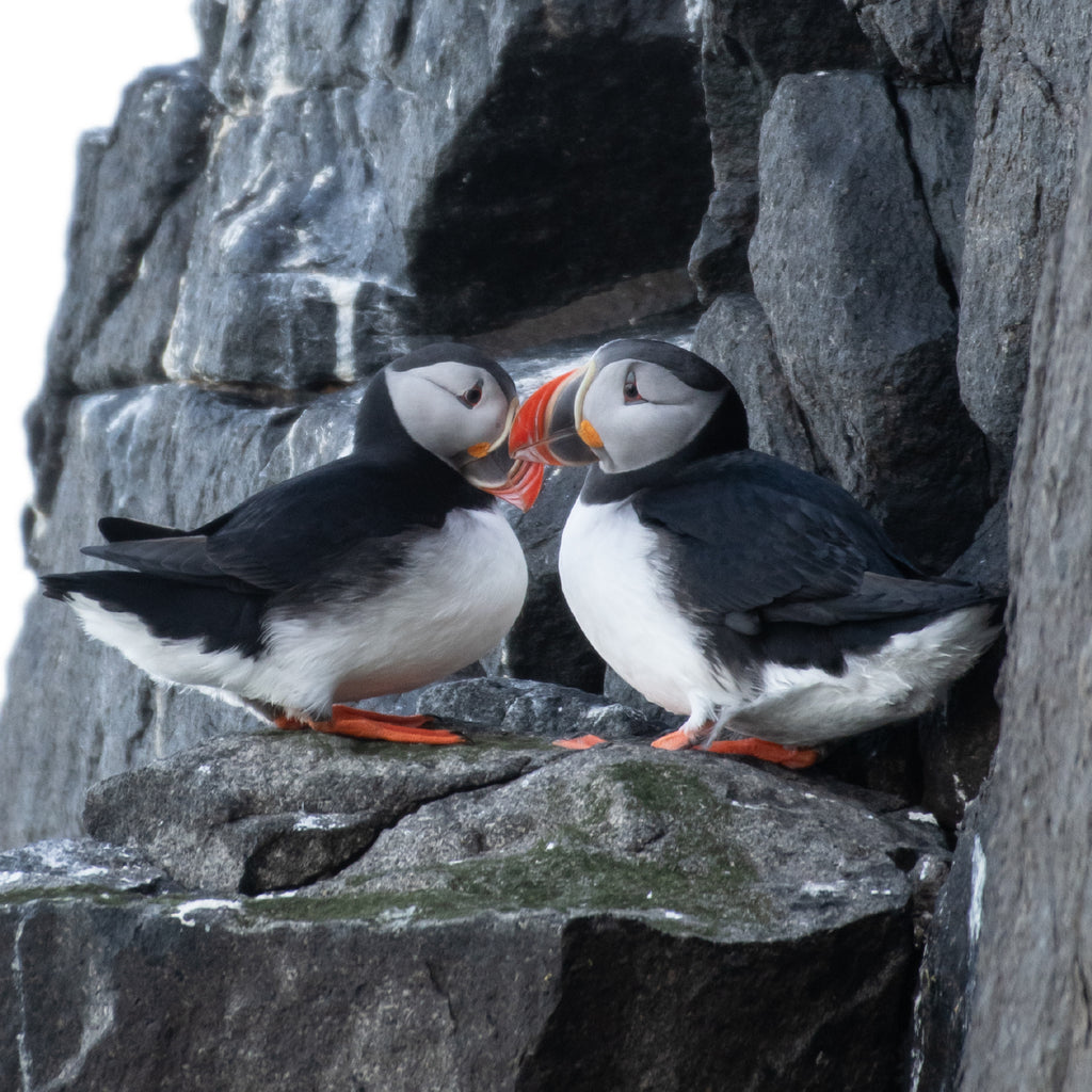 Plato Pequeño Puffin