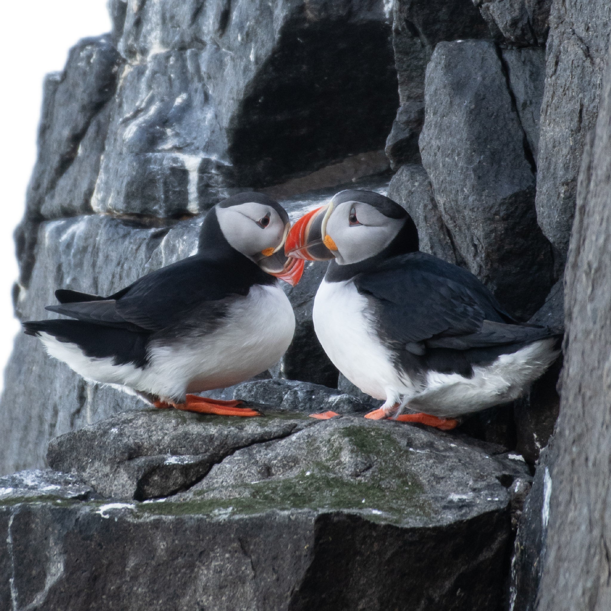 Taza Mediana Puffin