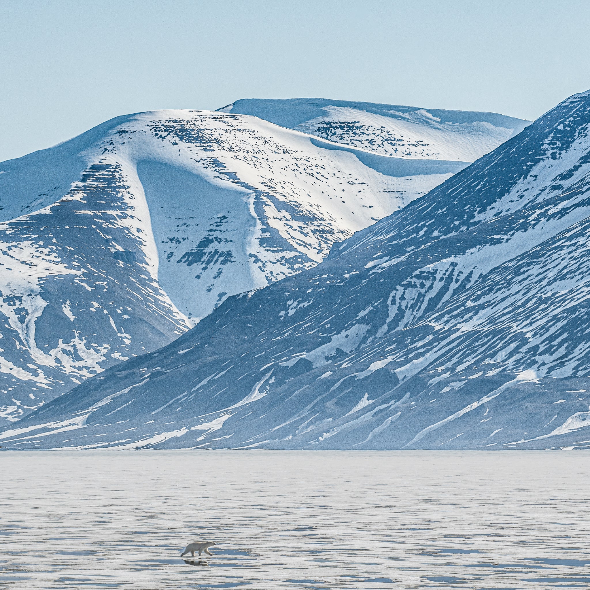 Mural Escultórico Oso Polar
